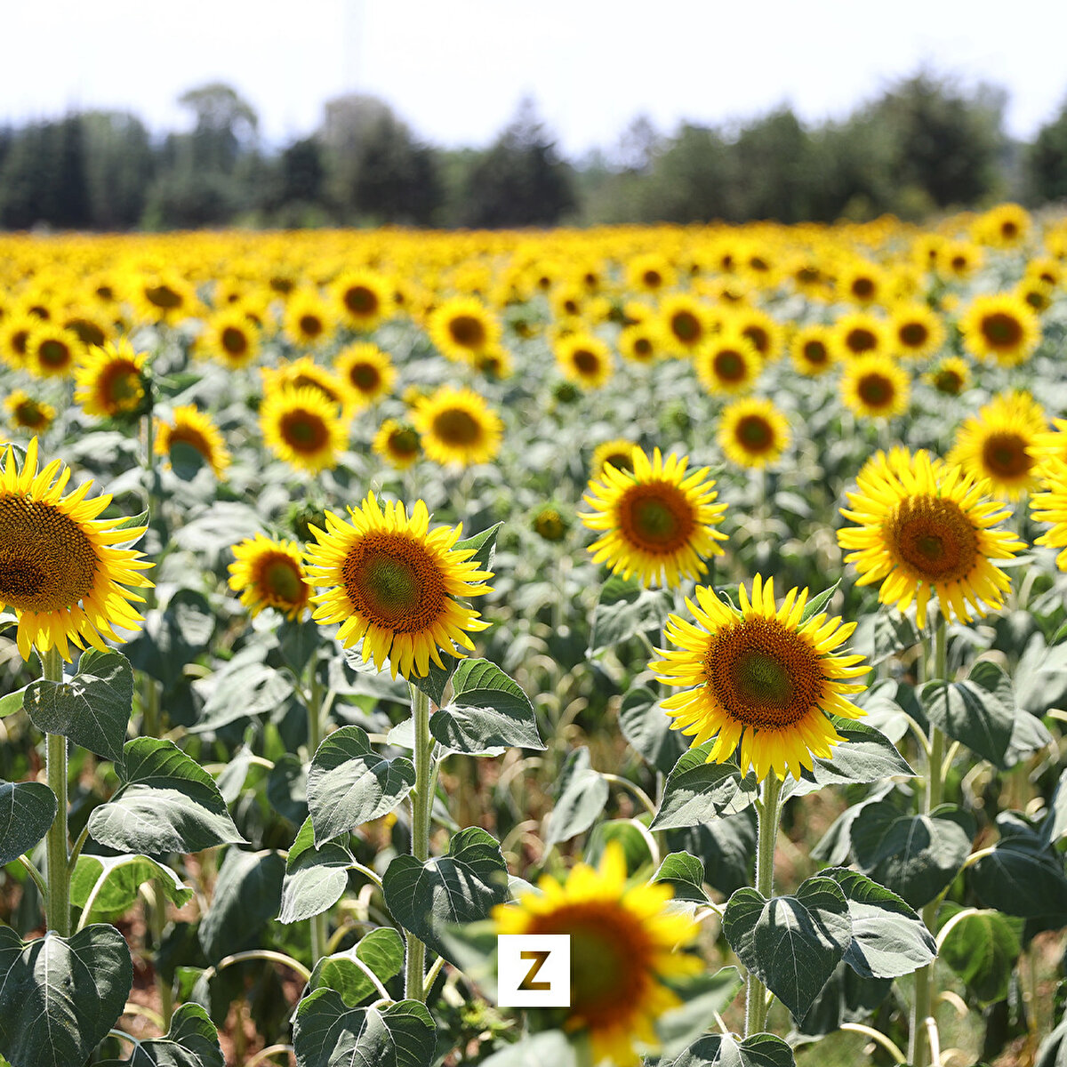 Çiftçilerin, son yılların en kurak kışında kötü bir sezon geçirdiğini belirten Kaya, "Kış yağışlarında herhangi bir depolama söz konusu olmadı. Daha sonra gelen yağışlar her ne kadar telafi etse de dalgalı bir ekim söz konusu oldu. Ayçiçeğini bazı çiftçiler mart ayında ektiler. Yağmurlar araya girince mayıs ortalarına kadar ekimler oldu." dedi.