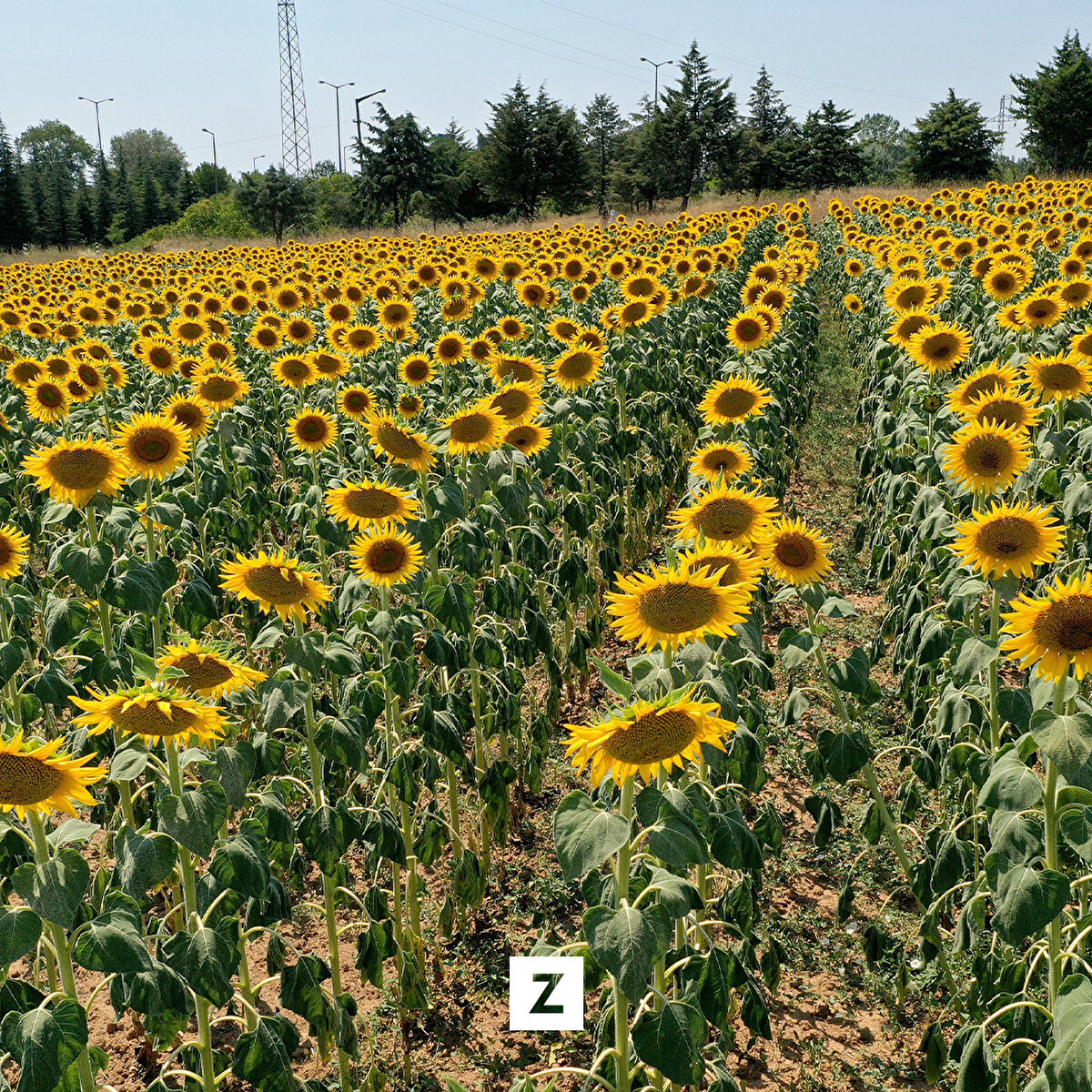 Trakya'da etkili olan aşırı sıcakların ayçiçeğinde verim kaybına neden olması bekleniyor.<br><br>Trakya Üniversitesi Bitki Islahı Uygulama ve Araştırma Merkezi Müdürü Prof. Dr. Yalçın Kaya, ayçiçeğinin gelişiminde çok hassas bir dönem girildiğini söyledi.