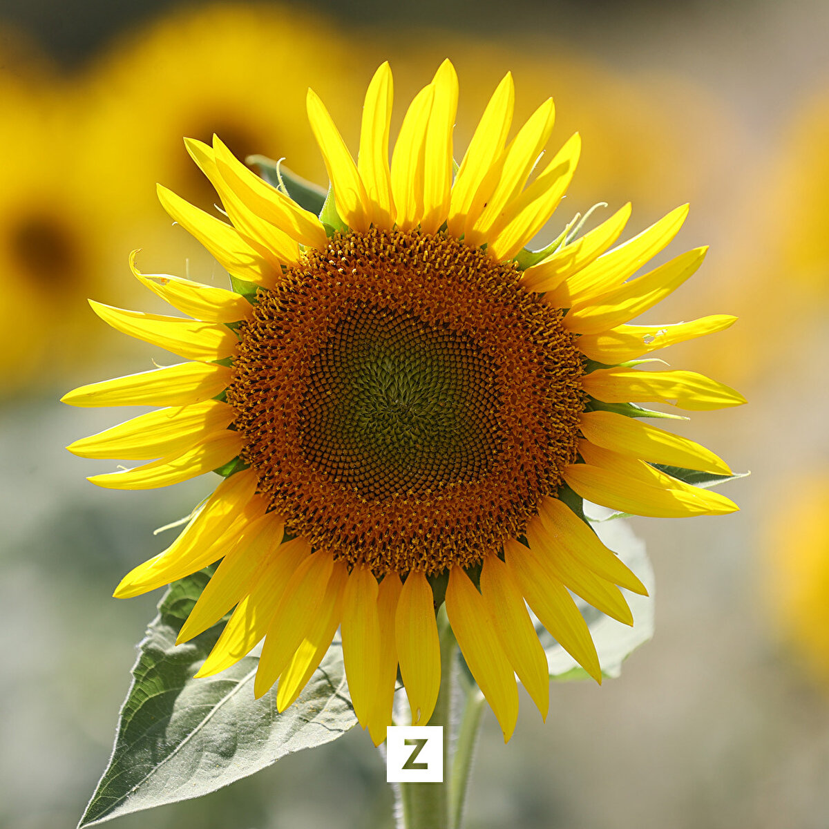 Kaya, marttan mayısa kadar farklı dönemlerde ekilen ayçiçeğinin, "çiçeklenme", "tabla teşekkülü" ve "süt olum" evrelerinin bulunduğunu dile getirdi.