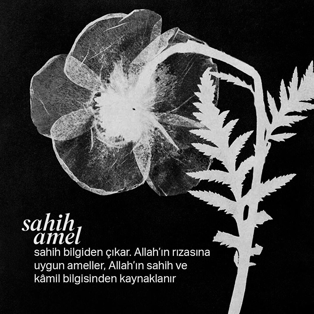Salih amel, sahih bilgiden çıkar. Allah’ın rızasına uygun ameller, Allah’ın sahih ve kâmil bilgisinden kaynaklanır
