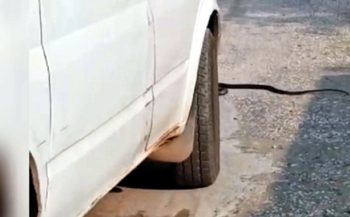 Asayiş Şube Müdürlüğü Çevre Doğa ve Hayvanları Koruma Büro Amirliği (HAYDİ) ekipleri, Toprakkale ilçesinde minibüsün ezip yaraladığı yılanın fotoğrafının sosyal medyada yayınlanması üzerine çalışma başlattı. 