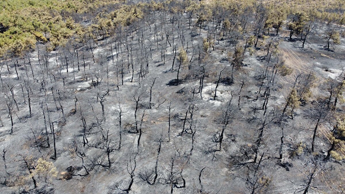 4 helikopter, 2 askeri helikopter, 2 yangın söndürme uçağı, 21 arazöz, 9 su tankı, 6 ilk müdahale aracı ve 160 personelin müdahale ettiği yangın, saat 23.00 sıralarında kontrol altına alındı.<br>