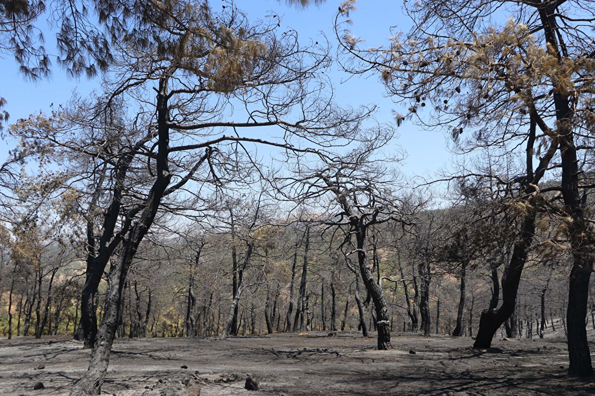 Kısa sürede yayılan yangın için Orman Genel Müdürlüğü ekiplerinden de destek istendi.