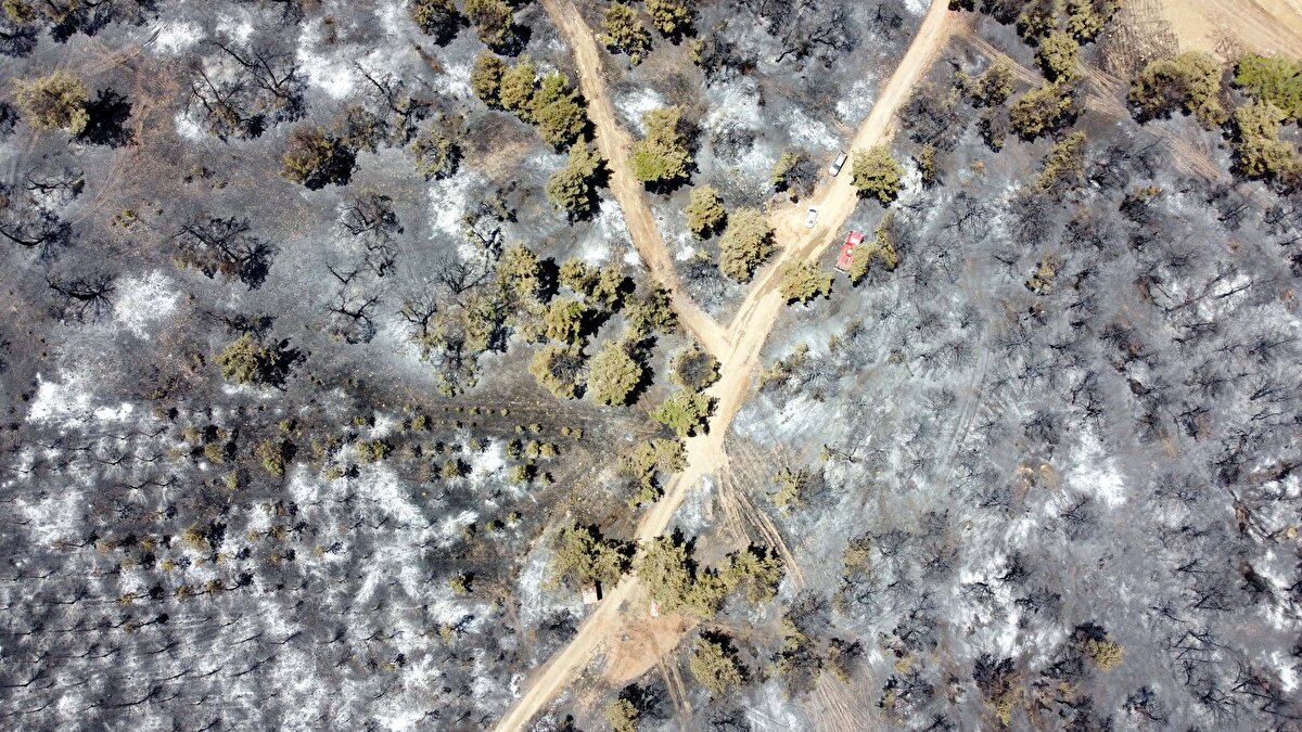 İhbar üzerine bölgeye sevk edilen çok sayıda itfaiye ekibi, yangına müdahale etti.