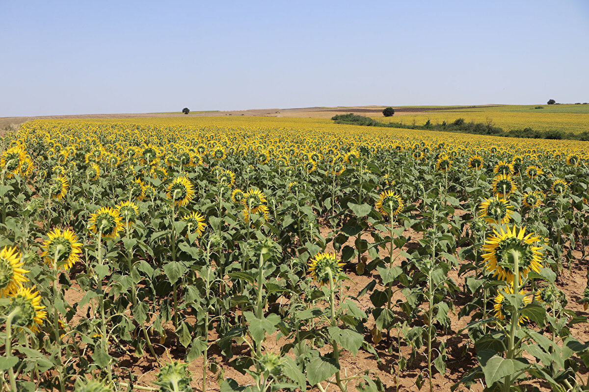 İlk belirlemelere göre yaklaşık 3 bin dekar alanda görülen çekirgeler için akşam saatlerinde ilaçlama çalışması başlatıldı.<br>