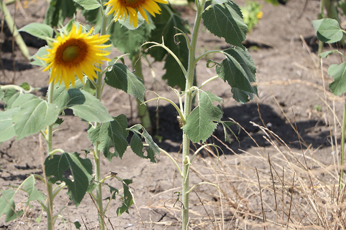 İncelemenin ardından Tarım ve Orman Bakanlığı'nca ilaç gönderildi.