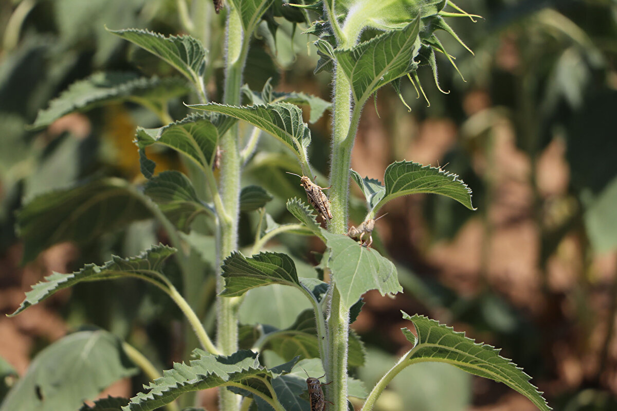 Tarlalarda çekirgelerin sürü halinde ilerlemesi bazı çiftçiler tarafından da cep telefonu kamerasıyla görüntülendi. Görüntülerde; yaprakları yiyen çekirgelerin tarlalara büyük zarar verdiği görüldü.
