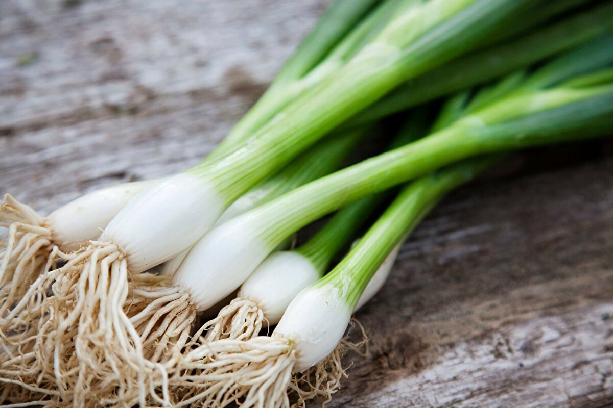 ESKİ<br><br>Yeşilsoğan <br><br>GÜNCEL<br><br>Yeşil soğan <br>