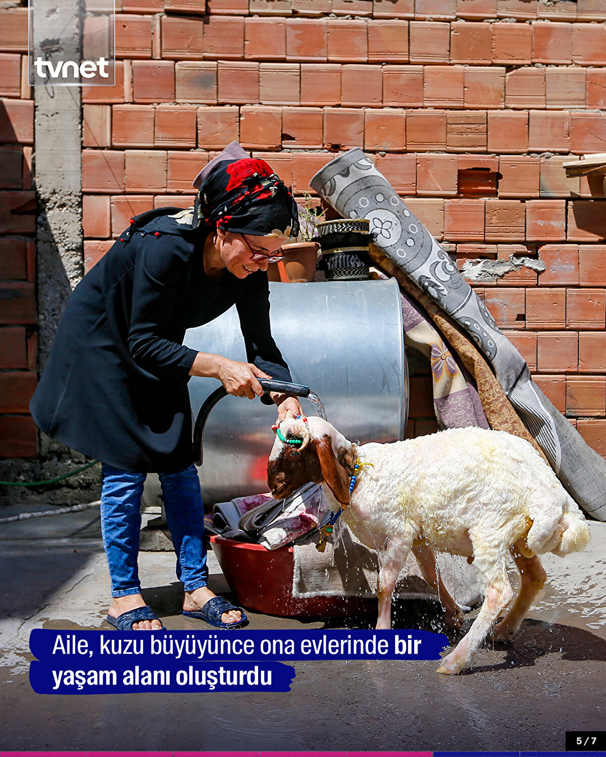 Aile, kuzu büyüyünce ona evlerinde bir yaşam alanı oluşturdu