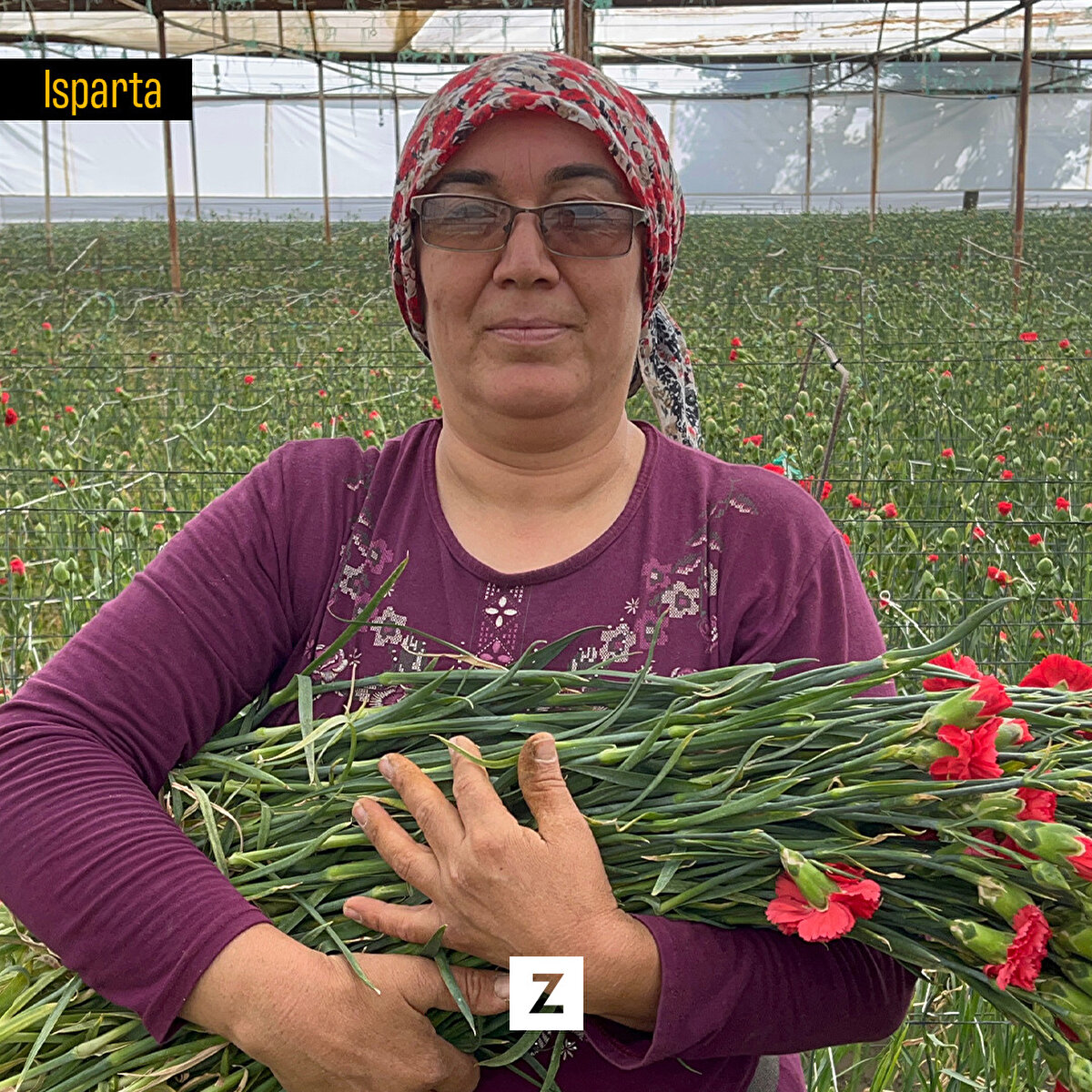 Isparta'da 2 bin dekar alanda hasadına başlanan karanfilde 250 milyon dal rekolte bekleniyor.<br>