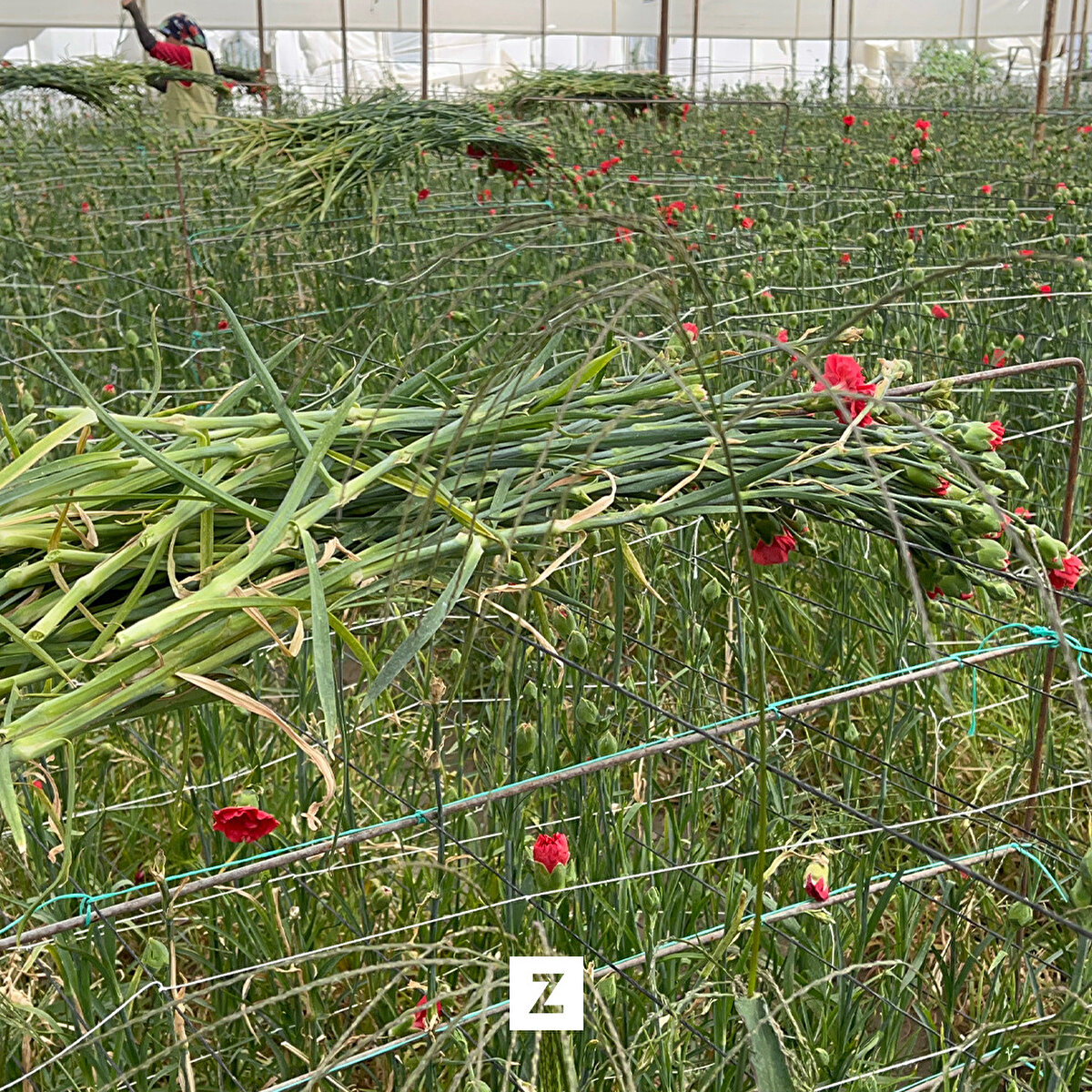 Deregümü köyünde ilkbahar aylarında dikilen karanfillerin hasadına başlandı. Tomurcuk halinde kesimi yapılarak seçilen karanfiller, demetler halinde paketleniyor.<br><br>