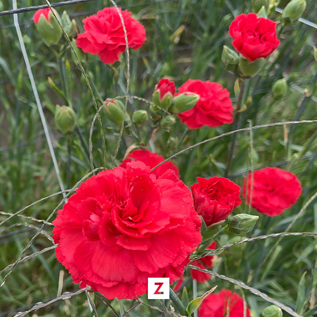 Karanfil demetleri, tırlarla çok sayıda ülkeye ihraç ediliyor.<br><br>Deregümü köyü muhtarı Ali Toprakçı, gazetecilere yaptığı açıklamada, karanfilin köyleri için önemli bir gelir kapısı olduğunu söyledi.