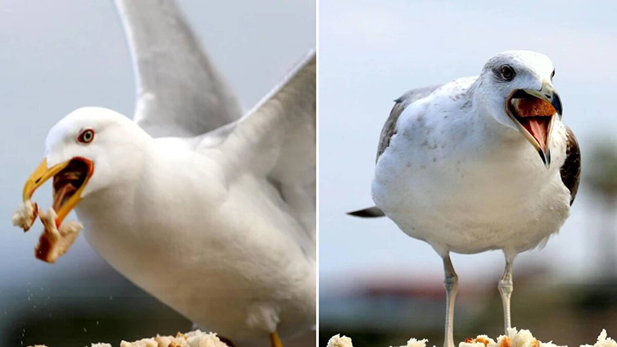 Karadeniz Bölgesi'nde özelikle kıyı şeridindeki kentlerde, sayıları hızla artan martı popülasyonu, savunmasız küçük kuş türlerin azalmasına neden olup, ekosisteme zarar veriyor.
