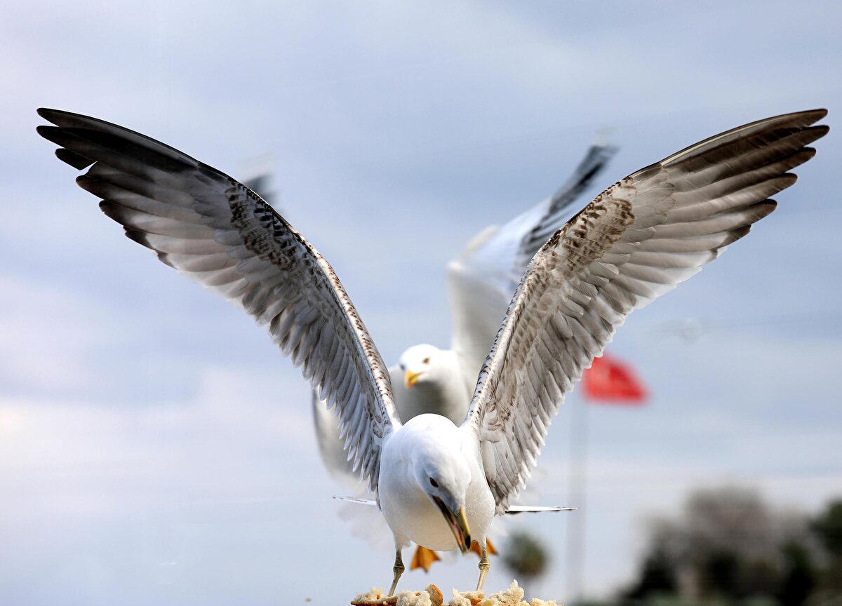 "ÖTÜCÜ KUŞLARIN SAYISI AZALDI"<br>Martıların kent yaşamını olumsuz etkilediğini ve diğer kuşların neslini tehlikeye attığını söyleyen Prof. Dr. Başkaya, "Martı, kendisinin yarı boyutunda olan bir kuşu bile bütün olarak yutabiliyor. Bir fareyi ve hatta bir kedi yavrusunu bütün yutabilen martılar var. Civarda kuş bırakmadılar. Martıların bulundukları yerlerde ötücü kuşların sayısı çok azaldı. Çok fazla zarar veriyorlar. Martılar şu sıralar özellikle yavrularını büyüttüler, uçuruyorlar. Uçan yavru, ilk uçuşlarında genelde trafo direklerine veyahut diğer elektrik tellerine takılıyor ve orada kısa devre yaptırarak trafoyu patlatıyor; elektrikler kesiliyor. Çok sık elektrik kesilmeleri yaşanıyor" diye konuştu.