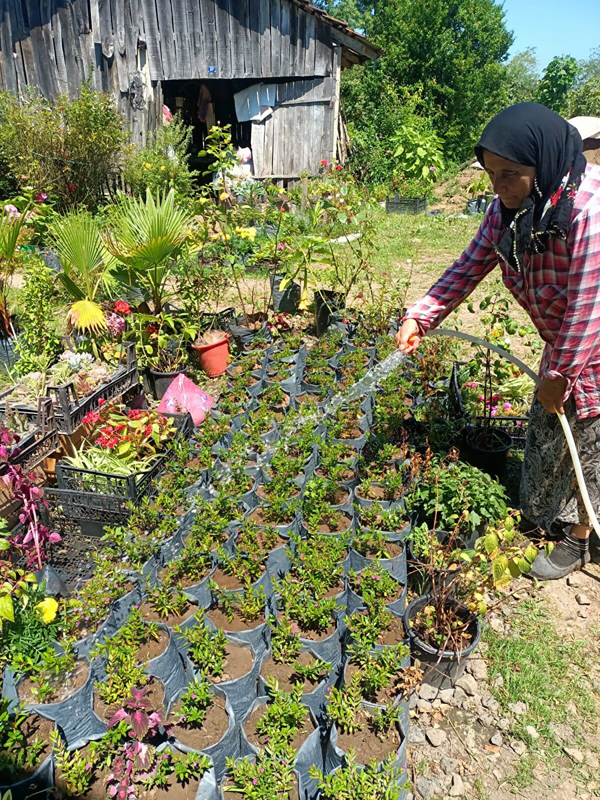 'HİÇ EVLENMEDİK, NASİP OLMADI'<br><br>Çiçek yetiştiriciliğine hobi olarak başladıklarını söyleyen Saniye Angın, "Hobi olarak yaptığımız çiçekçiliği, geçim kaynağı haline getirdik. Kendi imkanlarımızla üretip, pazarlarda satmaya çalışıyoruz. Bu işi yaklaşık 15 yıldır yapıyoruz. Babaannem çiçekleri çok severdi. Biz onun yanında öğrendik. Balkonlarımızda sardunya, karanfil gibi çiçekler yetiştirirdi. Eşarbına karanfil takar, gezerdi. Karanfilin kokusu hoşuna giderdi. Biz de ondan alıştık herhalde. Daha sonra bahçede kendi kendine çoğaldı. Çoğalınca da 'Pazara götürüp, satalım' dedik. Bu imkanımızı geçim kaynağı haline getirdik. 