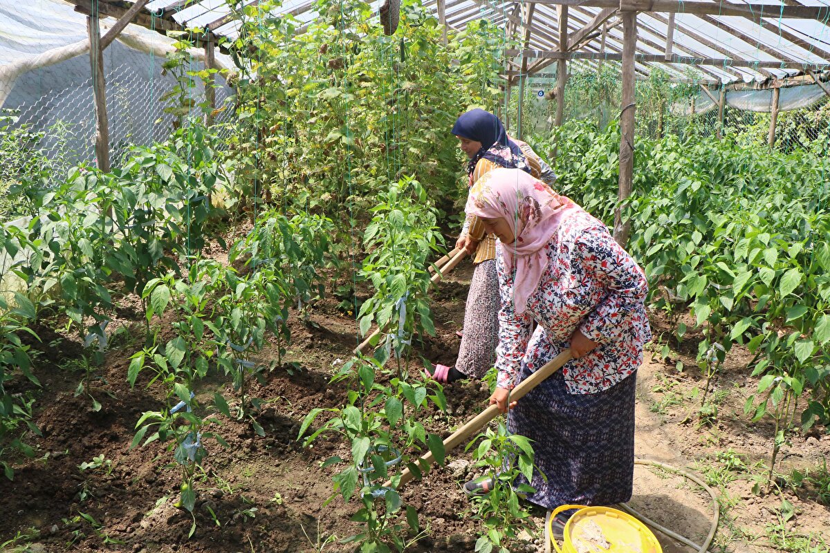 Aynı evi paylaşan ve hiç evlenmeyen kardeşler, 15 yıldır cennet çiçeği, ortanca, kartopu, gece sakalı, palmiye, kaktüs, sukulent, borazan çiçeği, Çin gülü gibi çiçeklerin yanı sıra, salatalık, domates, patlıcan, biber gibi sebzeler de yetiştiriyor.<br>