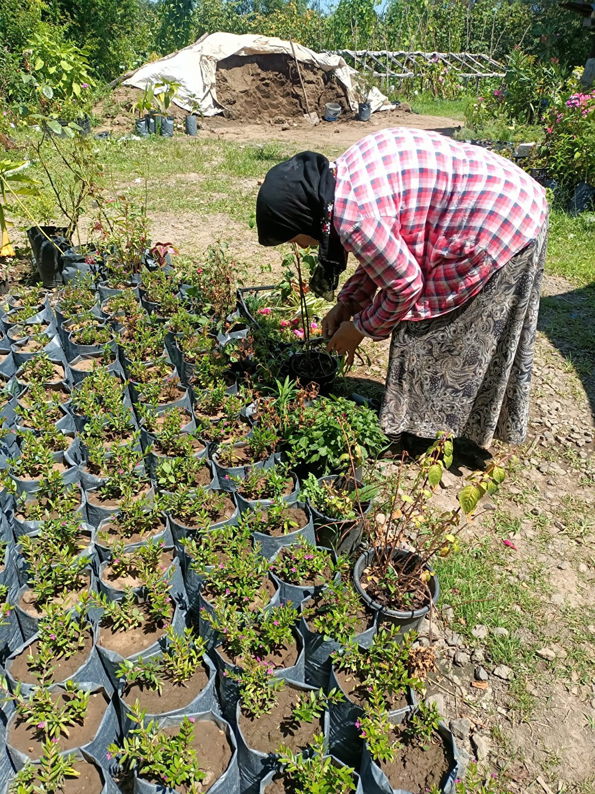 'BAŞKA GELİRİMİZ OLMADIĞINDAN ÇİÇEK YETİŞTİRMEYE BAŞLADIK'<br>2009 yılında kaybettikleri babalarına inşaat işlerinde yardım ettiklerini anlatan Saniye Angın, "Babam rahmetli olmadan önce bize inşaat işleri yaptırıyordu. Usta için para bulamıyorduk. 