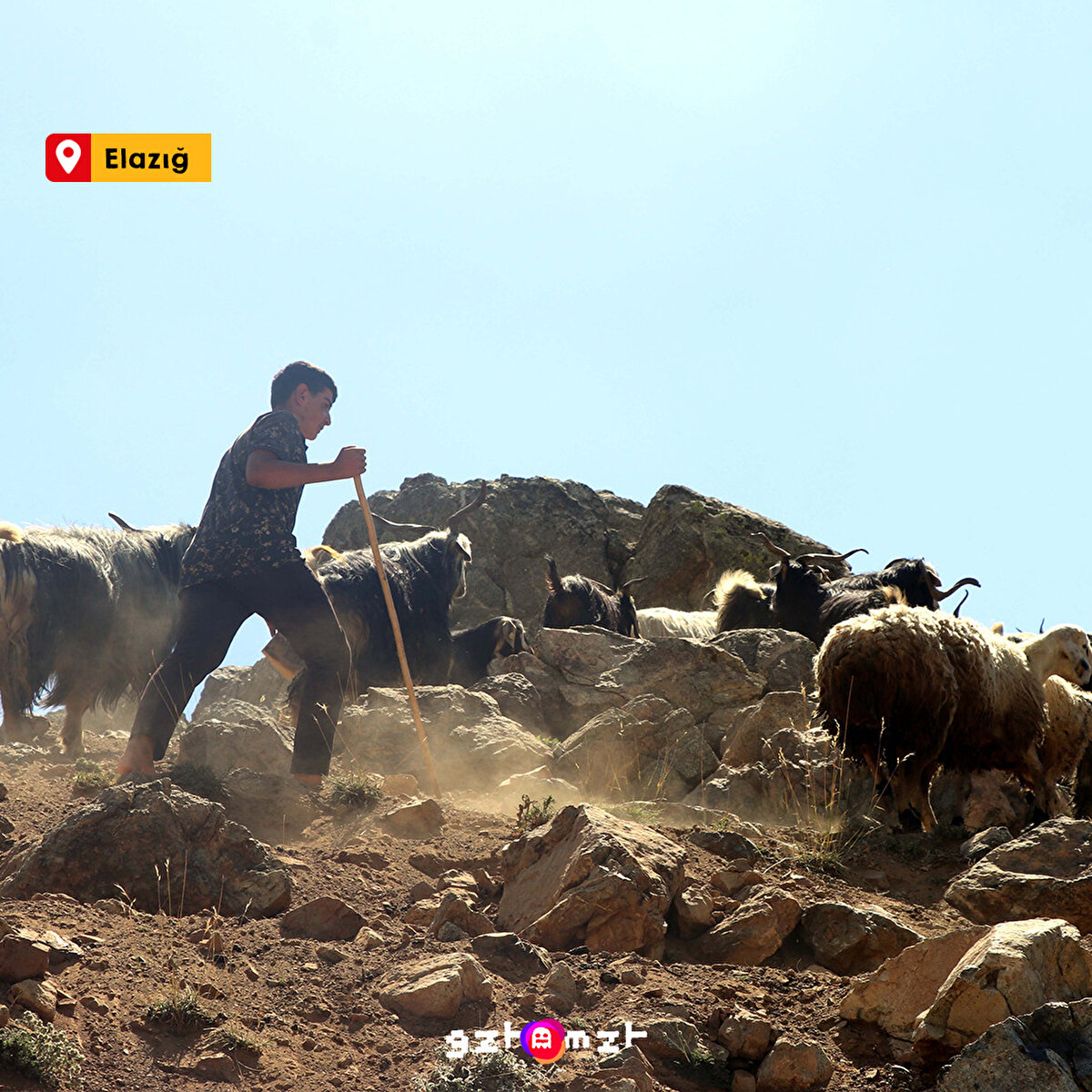 Elazığ'da çobanlık yapan 14 yaşındaki Muhammet Halil Yazar, LGS'de 494 puan alarak Türkiye ikincisi oldu