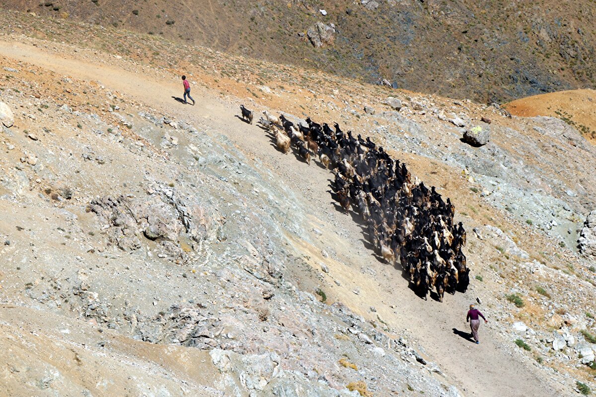 Yazar, hedefinin çok çalışarak ileride başarılı bir beyin cerrahı olmak olduğunu belirtti.<br><br>"Oğlum her zaman bana yardımcı oluyor"<br><br>Baba Yücel Yazar da oğlunun çok azimli ve başarılı bir çocuk olduğunu ifade etti.<br><br>Oğlunun başarısında öğretmenlerinin de büyük katkısı olduğunu kaydeden Yazar, "Kısıtlı bir bölgede yaşıyoruz. Gelirimiz de kısıtlı. İşlerim de yaylada olduğu için oğlum her zaman bana yardımcı oluyor. Benim yaptığım tüm işleri yapıyor, çobanlık da yapıyor. Yaz aylarında genelde hep doğadayız. Eğitimini bu şartlarda sürdürdü. Anne ve babanın bu hayatta en büyük mutluluğu çocuğunun sağlığı ve başarısıdır. Eğitimin gücünün farkındayız. Bu farklı bir duygu, farklı bir mutluluk. Bu mutluluğu herkesin tatmasını isterim." diye konuştu.<br><br>Arıcak Ortaokulu Müdürü Adil Yıldırım ise öğrencileri Muhammet Halil Yazar'ın son girdiği 10 deneme sınavının 8'inde tüm soruları doğru cevapladığını söyledi.<br><br>