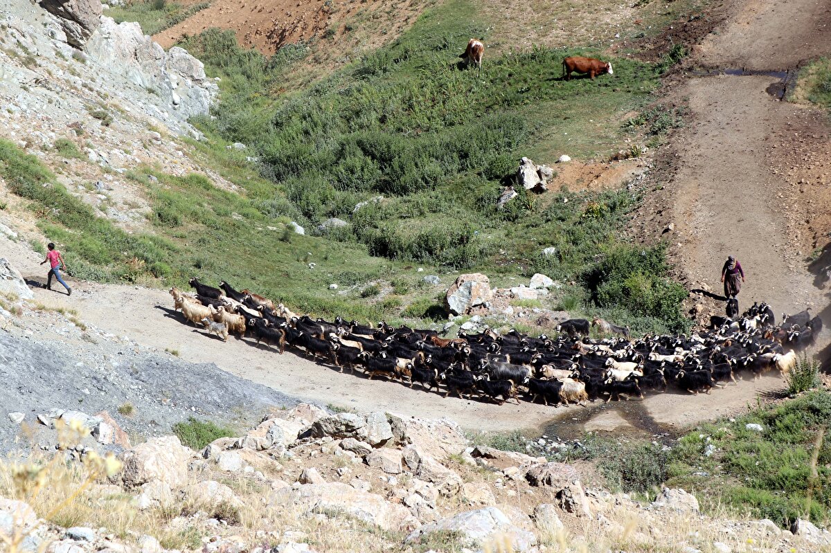 Yaylada hayvancılık yapan ailesine yardımcı olmak için çobanlık yapan Yazar, keçileri otlatırken bulduğu her fırsatta ders çalıştı.<br><br>