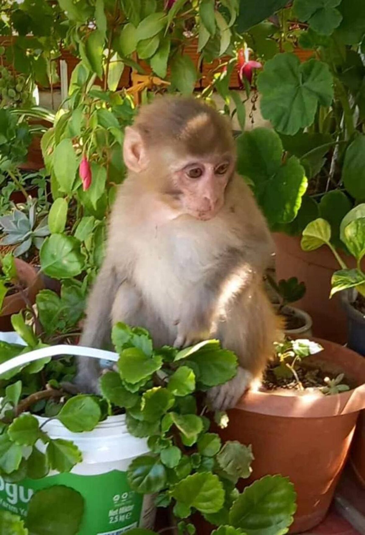Benim de akşam haberim oldu. Ailem eve çıkıp baktıklarında gördüler. Oğlum video attı bana. Evde herhangi bir zarar yok da mutfak dolaplarını batırmış hep. Zararlı mıdır, hastalıklı mıdır? İlaçlanması gerekiyor. İçeride görünce korkmadım. Hayvanseverim ben. Evde meyve de verdik" dedi.<br>