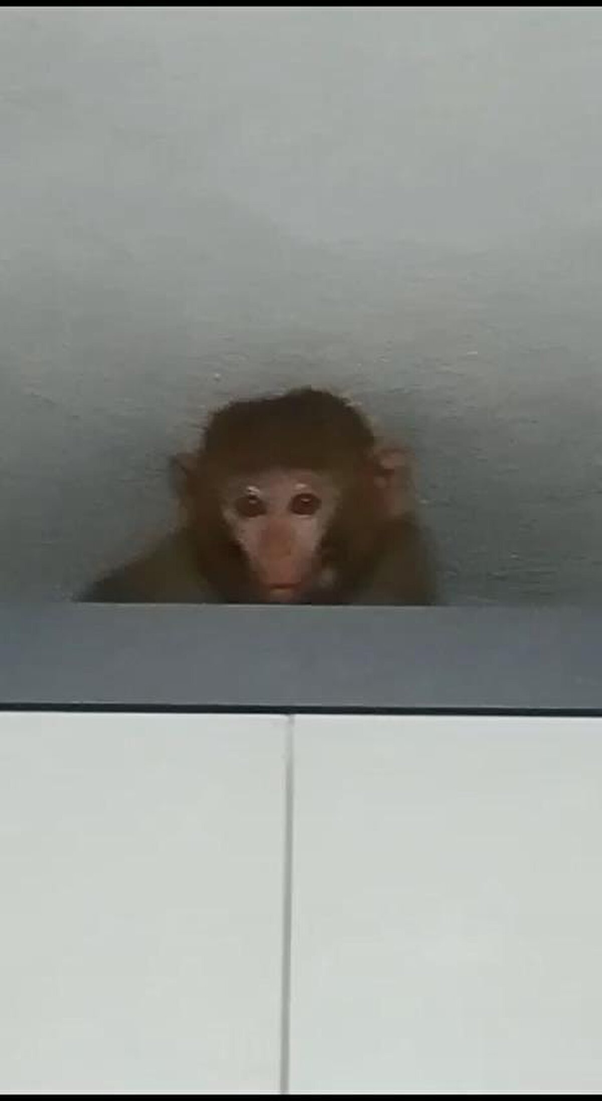 Yetkililer, satışı ve sahiplenilmesi yasak olan maymunun, nereden geldiğinin belirlenmesi için çalışma başlattı.