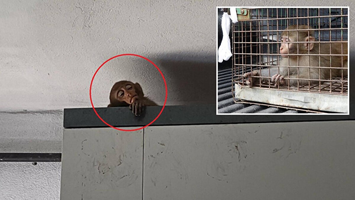 Bursa'nın merkez Osmangazi ilçesi Mehmet Akif Mahallesi'nde yaşayanlar, 5 gündür evlerine giren ve meyve vererek besledikleri maymunu yakalayamayınca, 112 Acil Çağrı Merkezi'ne ihbarda bulundu.