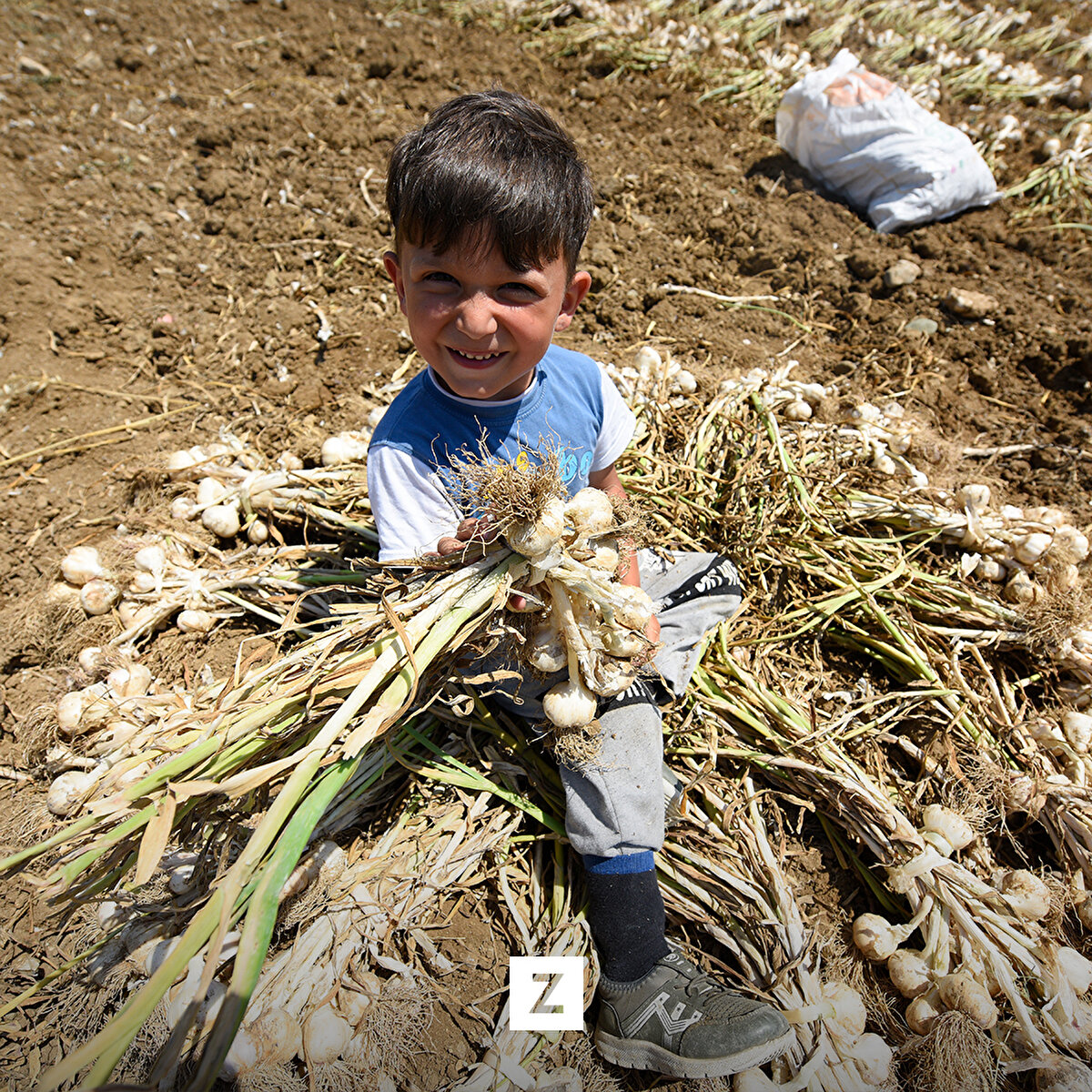 Taşköprü Sarımsak Üreticileri Birliği Başkanı Abdullah Eligüzeloğlu,  "Üç köyümüzde dolu yağışından dolayı sıkıntı yaşadık ama erken dönemde olduğu için yaprak gübresiyle durum telafi edildi. Çok önemli bir problem olmadı." dedi.