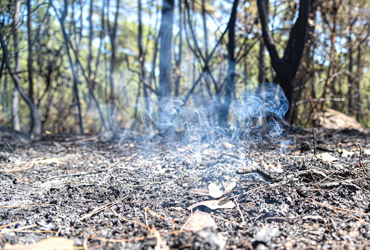 Emekli öğretim üyesi, yangın ekolojisi uzmanı ve çevre bilimci Prof. Dr. Tuncay Neyişçi, Kemer'de halen devam eden yangına ilişkin konuştu.