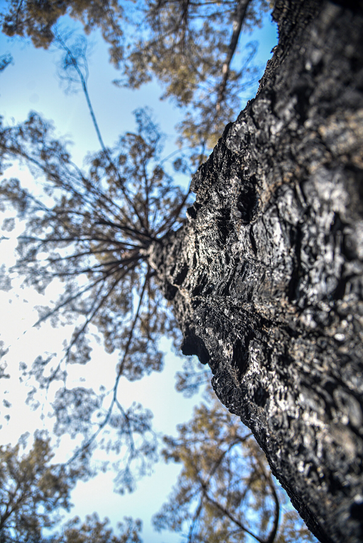 'KENDİ KENDİNİ YÖNETEN YANGIN'<br><br>Karşı ateş tekniğinin, aktif yangınlarla mücadelede kullanılan kontrollü yangın yöntemi olduğunu vurgulayan Prof. Dr. Neyişçi, "Her geçen 5 saat ya da yanan 400 hektar orman için 1945'te Hiroşima'ya atılan atom bombasına eş değer enerji açığa çıkar. Onun için yangınlarla mücadele etmenin çok zor olduğunu biliyoruz. Yangını söndürmek için çalışan herkese Allah kolaylık versin. Bu kadar büyük bir enerjiyle uğraşabilmek kolay değil. Bir yangın eğer bu kadar büyük enerji açığa çıkarır hale gelmişse, buna kendi kendini yöneten yangınlar diyoruz. Bu yangınları helikopterlerle uçaklarla 2 ton ya da 40 ton su atarak söndürmek mümkün değil. 2 sene önce Manavgat'ta çıkan yangında da 20 helikopter, şu kadar uçak 13 gün boyunca alanı suyla bombaladı. Yine rüzgar yön değiştirince alevlendi. Kara ekiplerimizin çok yeterli olması lazım" diye konuştu.<br>