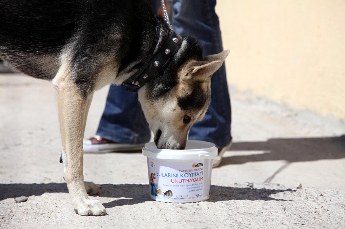 Kaptaki suyunun en fazla 10 günde bir değiştirilmesi gerektiğini belirten Prof. Dr. Alptekin, "Belediyeden çok halkın duyarlı olması lazım. Bahçesinde 10 gün bekleyen bir su kabı varsa; bu su kabını boşaltması lazım. Hayvan besleyenler, hayvanların kullandığı su kaplarını 10 günde bir değiştirmesi lazım. 