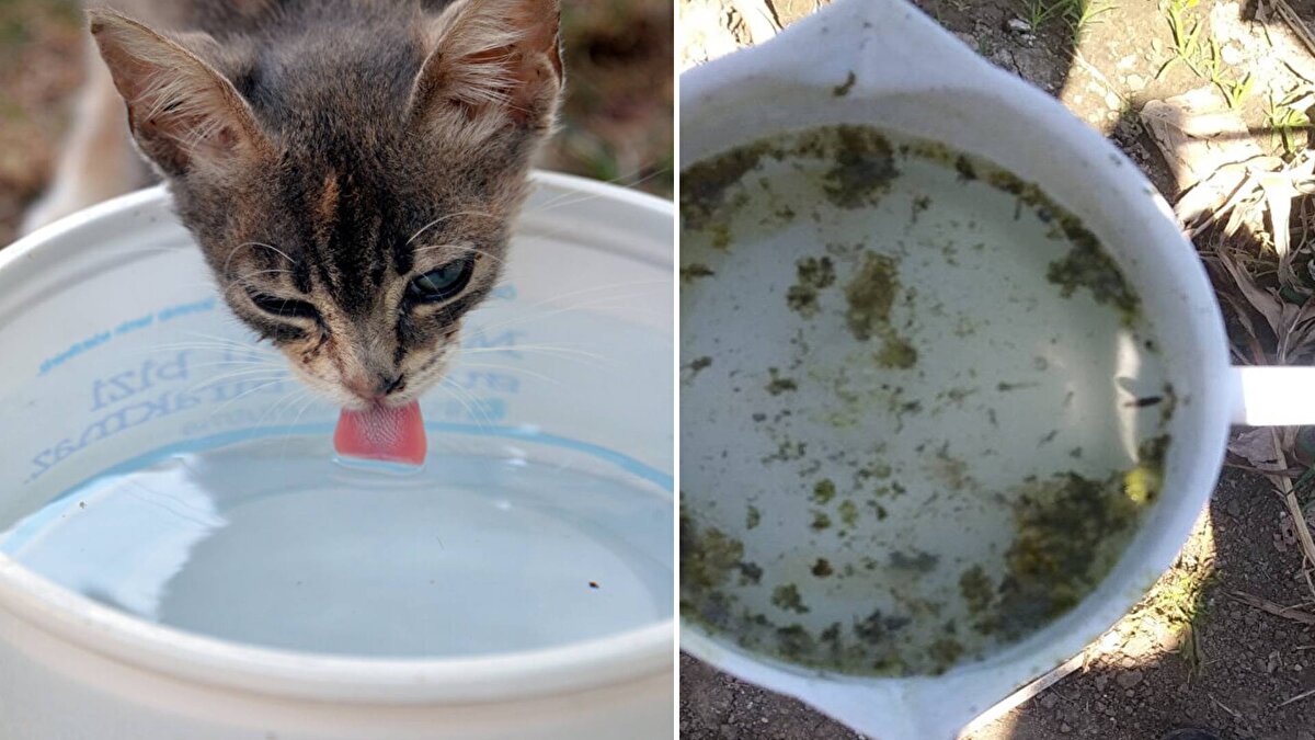 Kentte havaların ısınmasıyla birlikte sivrisineklerin popülasyonunda artış gözlemlenmeye başlandı. 