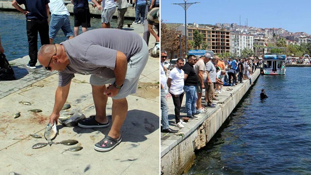 Durumu gören çok sayıda vatandaş, uyuşmuş vaziyetteki balıkları tekneler, ağlar, kepçeler ve oltaların yanı sıra elleriyle de topladı.