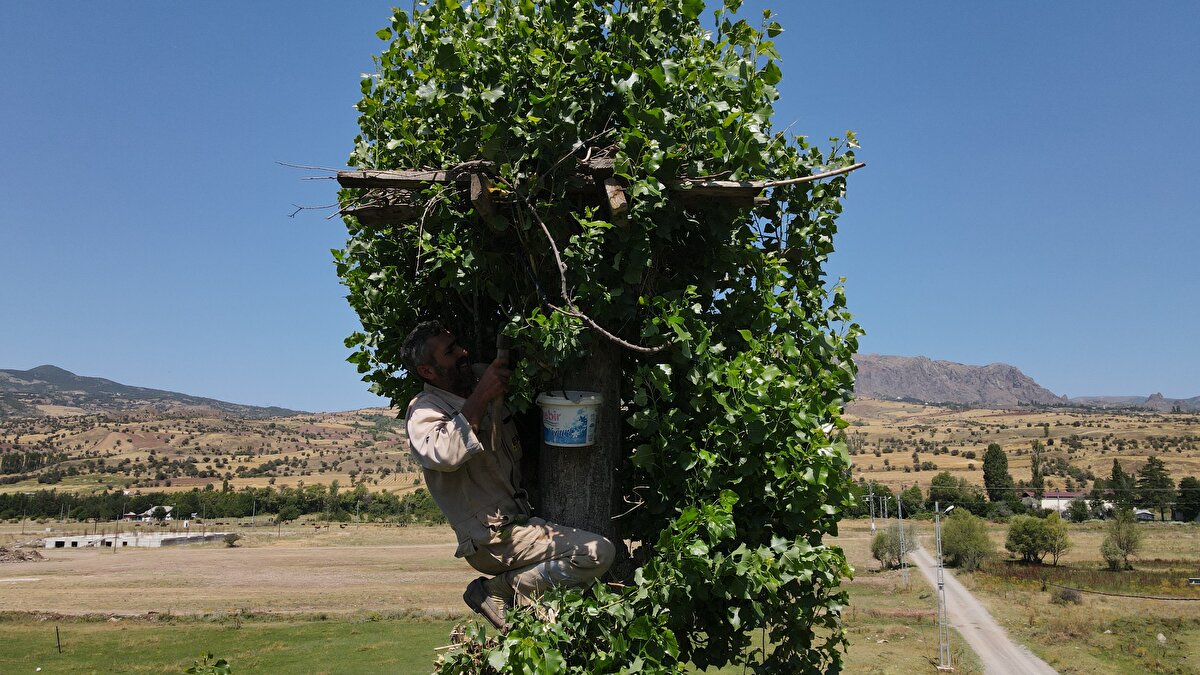 Yıllar içinde yuvalardaki bozulan tahtaları yenileriyle değiştiren Özkütükçü, yuvayı saran ağaç dallarını da buduyor.<br>