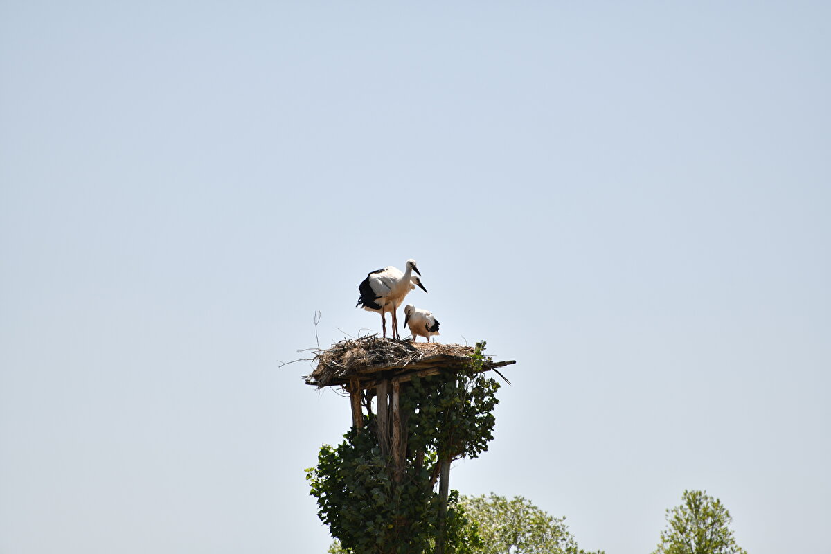 Büyüklerinin hayvan sevgisinden etkilenen Özkütükçü, 16 yaşından bu yana leyleklerin yuvalarına bakıyor.<br><br>