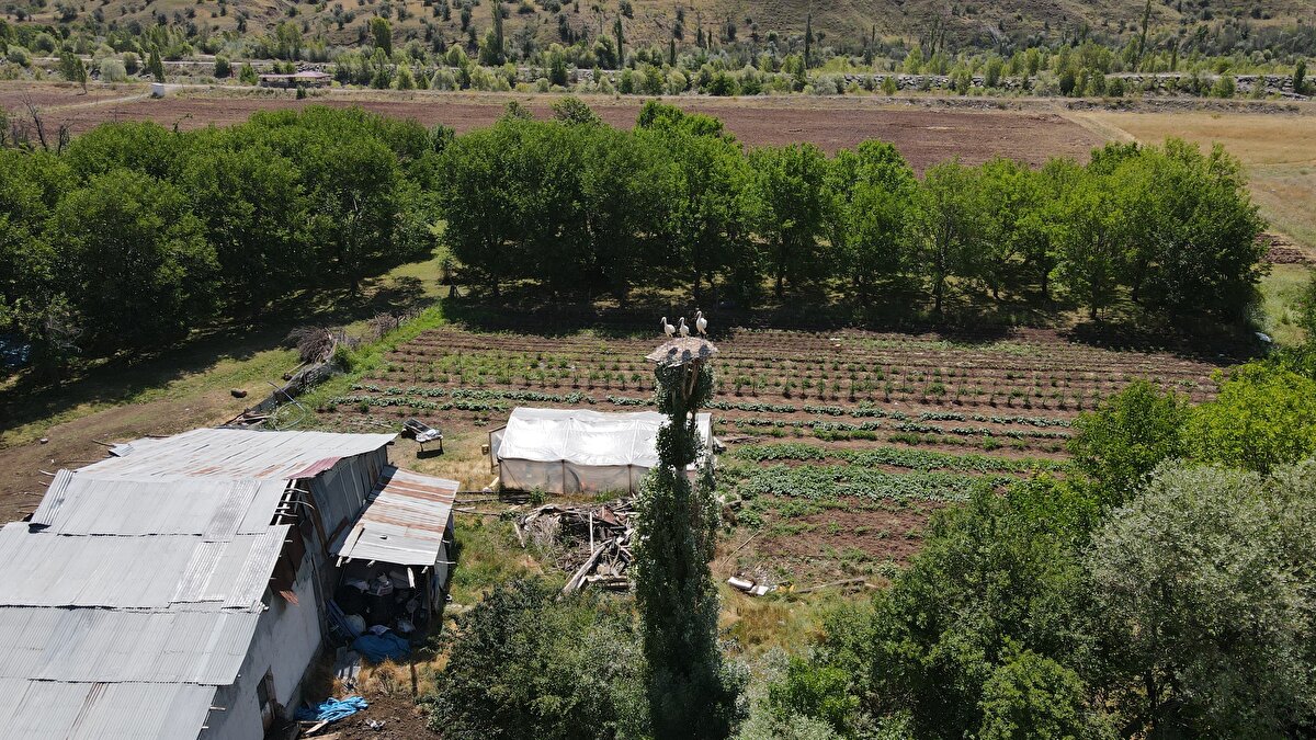 "Geldiklerinde de çok mutlu oluyoruz"<br><br>Rahmi Özkütükçü, AA muhabirine, rahmetli babasının sağlığında sürekli evin çatısına leylekler için yuva yaptığını söyledi.<br><br><br>