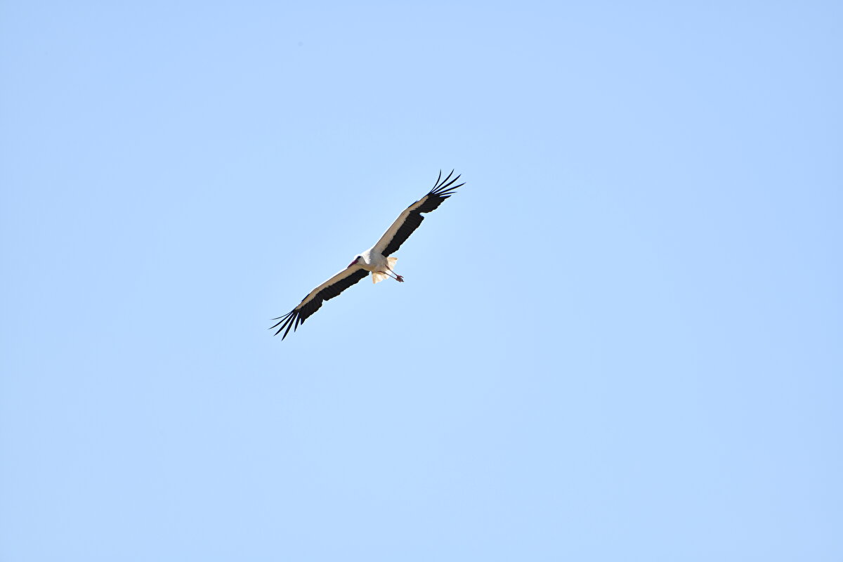 Bunun kendisini etkilediğini anlatan Özkütükçü, "Babadan, dededen, amcadan dolayı sevdik bunu, ille de burada yuva olması lazım. Rahmetli amcam İstanbul'da oturuyordu, telefon eder 'Leylekler geldi mi?' diye sorardı." dedi.<br>
