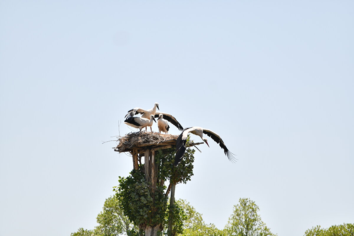 Çiftçilikle geçimini sağlayan 46 yaşındaki Özkütükçü, bahçedeki iki büyük ağacın tepesine uzun tahta parçaları çakılarak yapılan yuvaları titizlikle koruyor.<br><br><br>