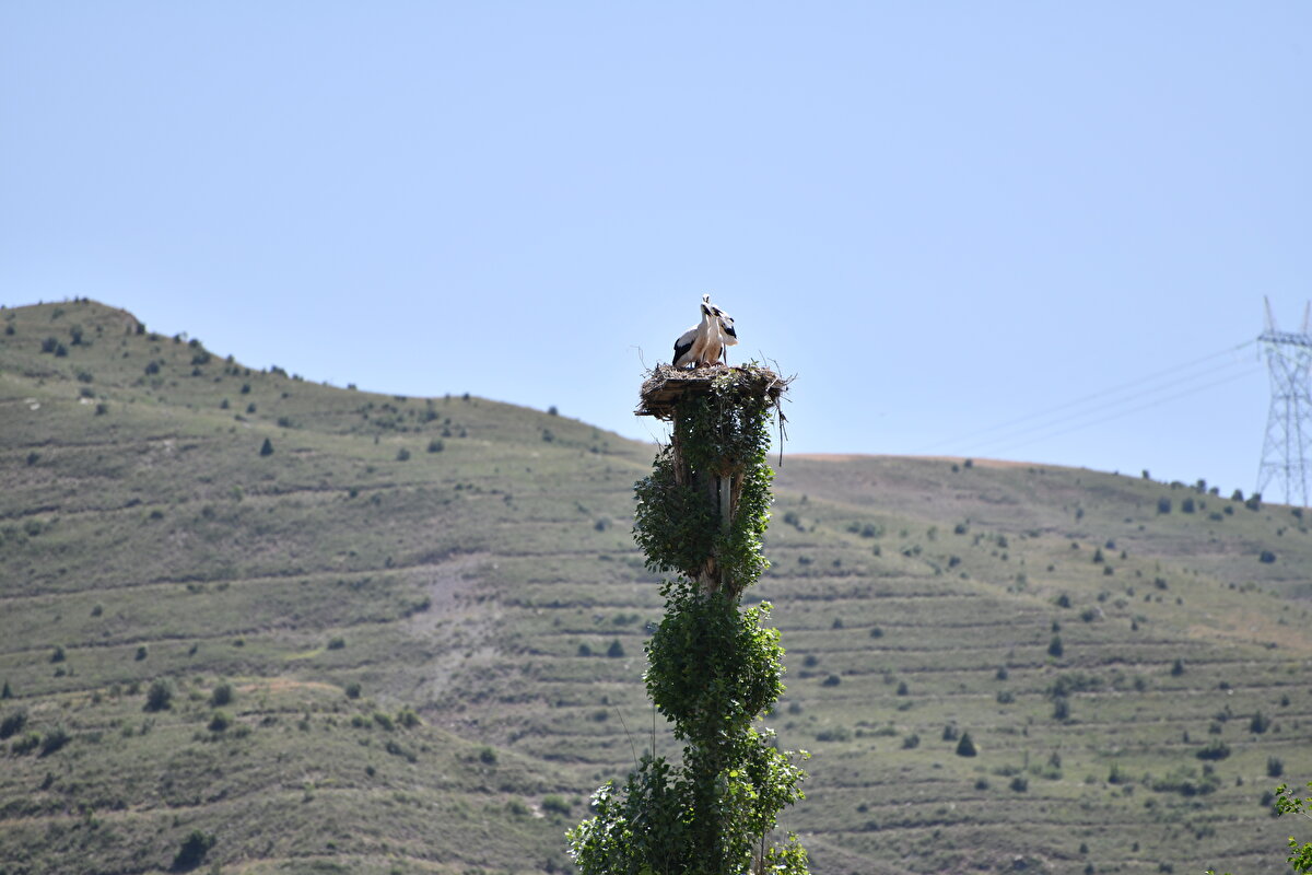 Özkütükçü, 16 yaşından itibaren evlerinin bahçesinde bulunan ağaçların tepesine yuva kurmaya başladığını belirtti.<br>