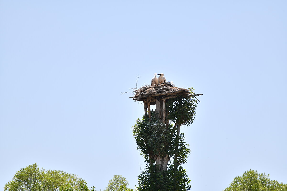 <br>"Leyleklerin mart ayında geleceklerini bildiğim için yuvalara tahta koyuyorum, onlar çalısını taşıyor. Yuvaya ağacın dalı sarıyor, onları temizliyorum ki hayvan rahat konsun. Yuvaya gelir gelmez anlıyorum. Kışın martta kar yağdı, onlara yulaf, buğday ve arpa verdim. Kar yağdığında yem koyuyorum hemen geliyorlar, kaçmıyorlar, insana yakın hayvanlar." diyen Özkütükçü, bu yıl yuvalardan birinde 5 leylek bulunduğunu, diğerinin ise boş olduğunu söyledi.<br><br>