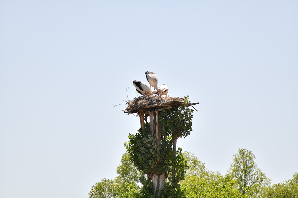 Özkütükçü, her yıl leyleklerin gelmesini heyecanla beklediğini anlatarak, leyleklerin bölgeye göç ettiği dönemi dört gözle beklediğini aktardı.<br><br>"Kış bizim için zor geçiyor, 'Şu leylekler gelse de biraz sevinsek' diyoruz. Geldiklerinde de çok mutlu oluyoruz. Sabah ezanıyla ötmeye başlıyorlar, bunları dinlemek bambaşka bir şey. Leylekler bölgeden ağustosun sonuna doğru göç ediyor." ifadelerini kullanan Özkütükçü, onlar bölgeden ayrıldığında büyük üzüntü yaşadığını dile getirdi.<br><br><br>
