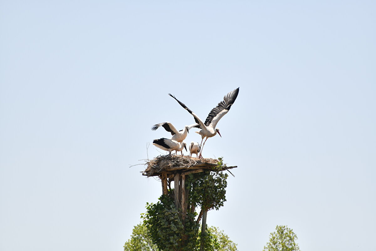 Rahmi Özkütükçü, bu hayvanların sevilmesi ve korunması gerektiğini kaydetti.