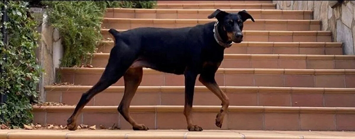 NE OLMUŞTU?<br>ABD'de Dünya Bankası'nda uzun süre ekonomi uzmanı olarak görev yaptıktan sonra emekli olup, İstanbul Büyükada’da yaşamaya başlayan Korhan Berzeg, mayıs ayında, tatil için eşi İngiliz uyruklu Angela Berzeg ile memleketi Gönen'in kırsal Armutlu Mahallesi'ndeki evine geldi.<br><br>17 Haziran'da, Angela Berzeg kahvaltı hazırlarken köpeğiyle yürüyüş yapmak için evden ayrılan Korhan Berzeg, geri dönmedi. Cep telefonunu evde bırakan eşi geri dönmeyince Angela Berzeg, jandarmaya kayıp başvurusunda bulundu.