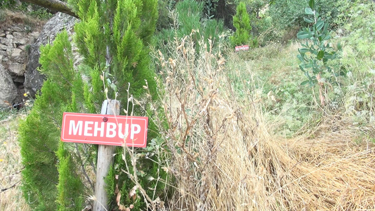 'KÖYE GELİNCE ÖĞRENİYORLAR'<br><br>Köylülerin çoğunun gurbette yaşadığını ve köyün ıssızlaştığını söyleyen Tural, "Köyümüzün büyük bir çoğunluğu şehir dışı veya yurt dışında yaşıyor. Köylülerimizin çoğunun böyle bir fidanlık oluşturduğumdan haberi yok. Köye gelince öğreniyorlar. Köye geldiklerinde annelerinin isimlerini görüp, duygulanıyor. Teşekkür edenler var, telefonla arayıp, duygularını ifade edenler var. Ağaçların dallarına kuşlar konuyor, gölgeliklerinde yabanı hayvanlar serinliyor. Çeşmeden su içiyorlar. Burada bir ekolojik denge başladı. Burası dağlık bir alan; ama ağaçlar sayesinde bir yaşam alanı oluştu" dedi.<br> 