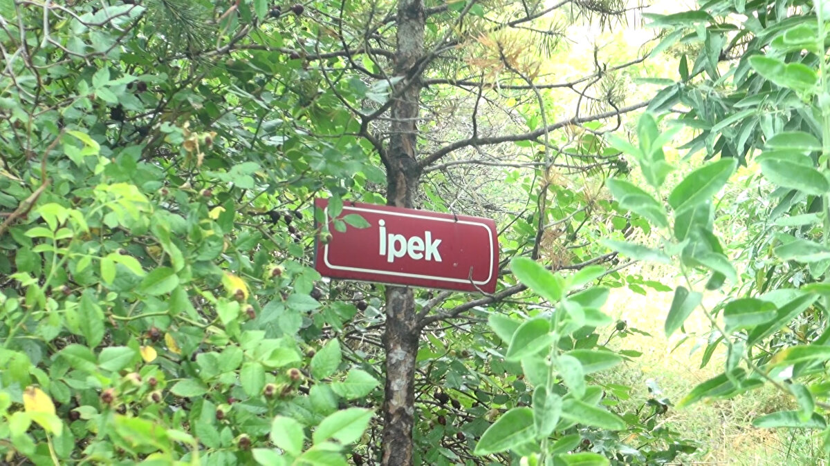 'ANNEMİN İSMİNİ AĞAÇTA GÖRMEK ÇOK GÜZEL BİR DUYGU'<br>Annesi Hede Meral adına dikilen fidanı gördüğünde gözyaşlarına hakim olamadığını anlatan Musa Meral (53) de "Haberim yoktu. İstanbul'da yaşıyorum, yaz aylarında köyüme geliyorum. Köyüme geldiğimde gördüm. Çok güzel olmuş. Nizamettin Tural, köyünü ve komşularını çok sevdiği için; sevgisini fidanların üstüne isimler asarak, paylaşıyor. Annemin ismini ağaçta görmek çok güzel bir duygu. Nizamettin'in sevgi ve saygısında dolayı çok teşekkür ettim" dedi.