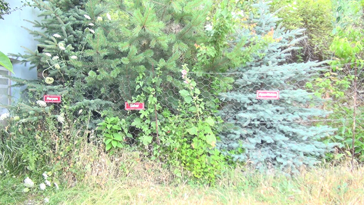 'HER GÖRMEMDE ÇOK DUYGULANIYORUM'<br><br>Annesi Ayşe Hatun adına dikilen fidanı görmeye gelen Ali Meral (74) ise annesini 15 yıl önce, 90 yaşında kaybettiklerini anlatarak, "Nizamettin Tural'a çok teşekkür ediyorum. Ağaçlarda isimleri yazan kadınlar, bizim en çok sevdiğimiz kişilerdir. Annem ve diğer kadınların hepsi, saygı duyduğum kişilerdir. Hepsi nur içinde yatsın. Annem bize annelik hem de babalık yaptı. Nizamettin beni çağırdı ve ağaçları gördüm. Annemin ismini görünce çok duygulandım. Her gördüğümde çok duygulanıyorum. Annem, nur içinde yatsın" diye konuştu.<br>