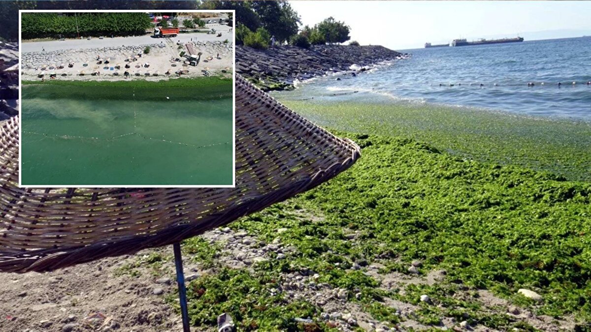 Marmara Denizi'nde dün öğleden sonra başlayan lodos, etkisini akşam ve gece sürdürdü. Denizköşkler Mahallesi'nde bulunan Avcılar Belediyesi Plajı'na sabah gelenler sahilin yosunla kaplı olduğunu gördü.