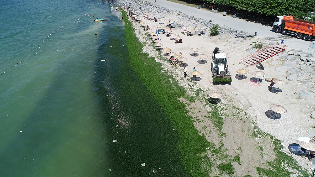 Sahili kaplayan yosun havadan da görüntülendi. 