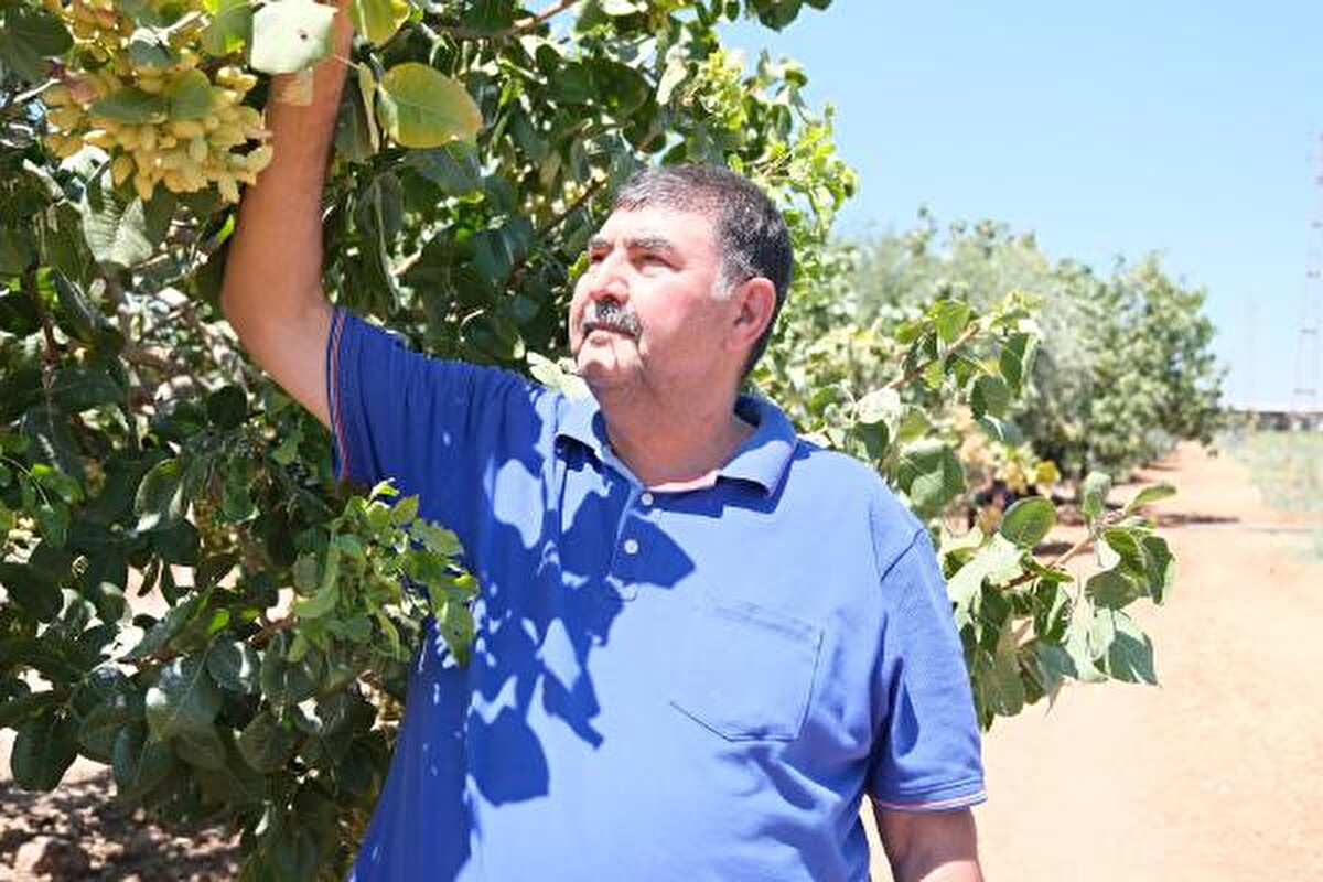 Bekçilere günlük 1000 TL yevmiye veriyor ve tüm ihtiyaçlarını karşılıyoruz. Buna rağmen bekçi bulmakta zorlanıyoruz" dedi. Jandarma ekiplerinin de bu konuda hassas davrandığını belirten Deniz, "Fıstığın yoğun olduğu bölgelerde jandarmalar, hırsızlık olaylarına karşı 24 saat teyakkuz halinde oldu. Jandarmanın duyarlılığı sayesinde önemli bir hırsızlık olayı yaşanmadı" diye konuştu.