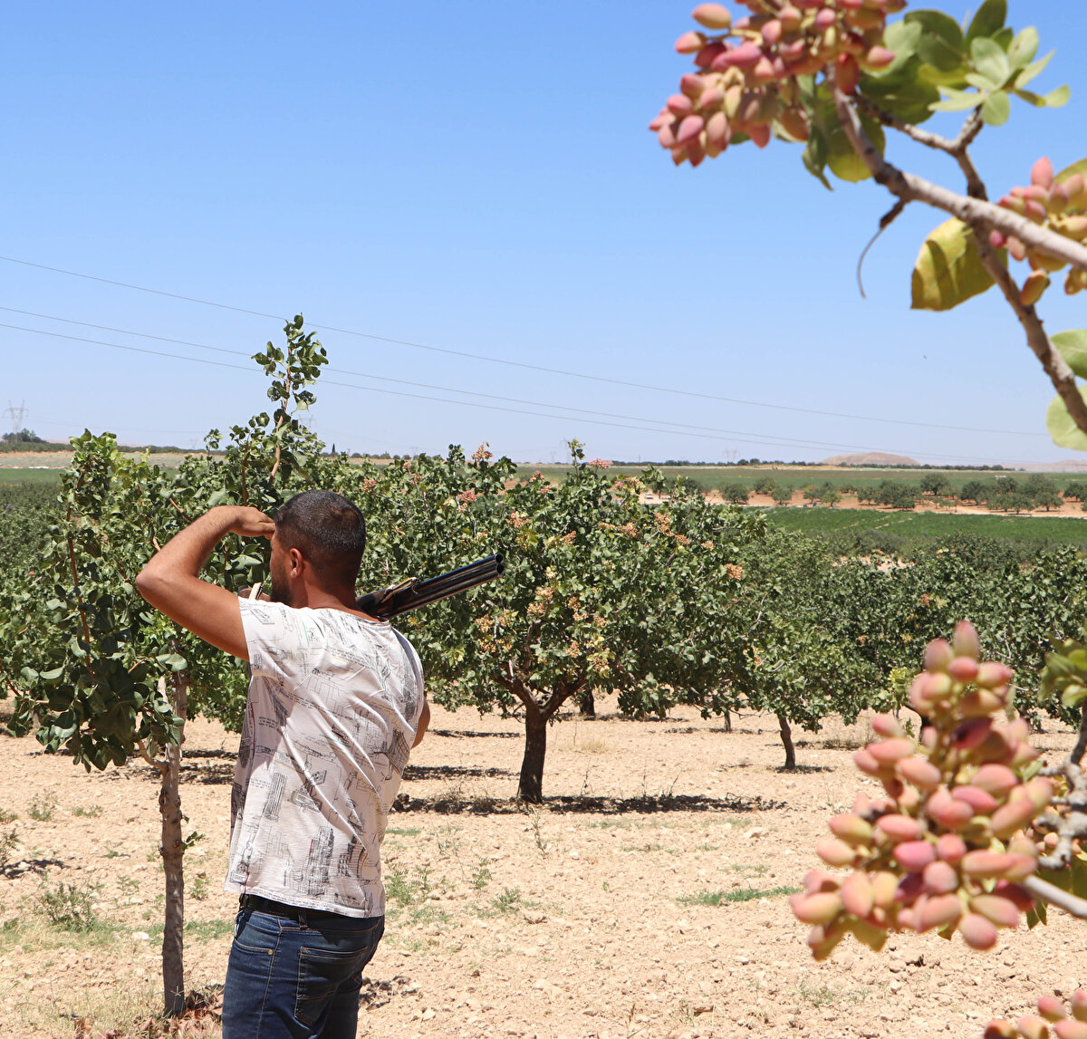 Deniz, "Arazilerdeki bekçilerimiz gün boyu nöbet tutuyor. Fıstık bahçelerinde bekçilerimiz yaya veya motosikletleri ile sürekli dolaşarak, hırsızlık olaylarının olmasını engelliyor.